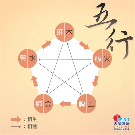 五行對應五臟|中醫知識 